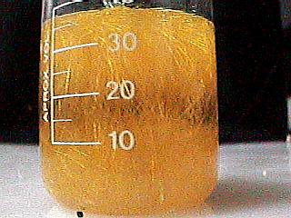 Long needle-shaped potassium picrate crystals.